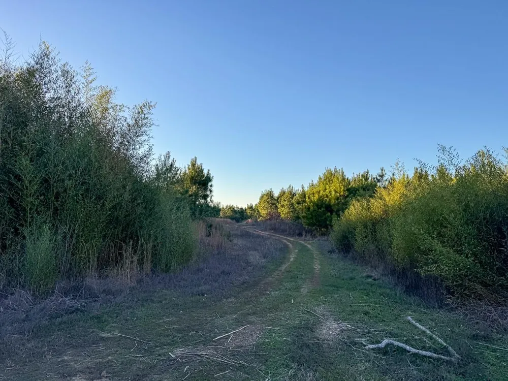 6 Cr 4415 Annona, TX 75559