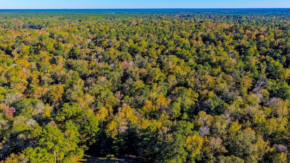 Rolling Ridge Road Goodrich, TX 77335
