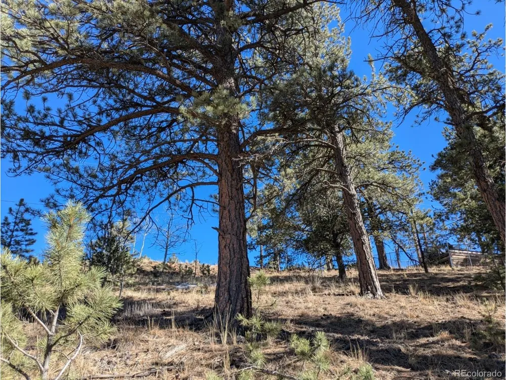 261 Appleby Street Bailey, CO 80421