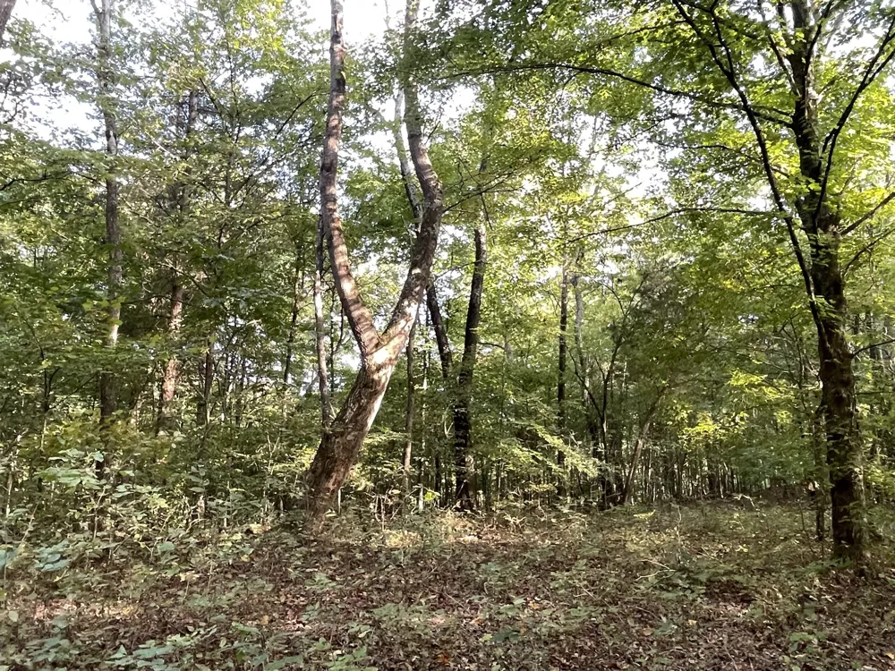 0 Waters Road Centerville, TN 37033