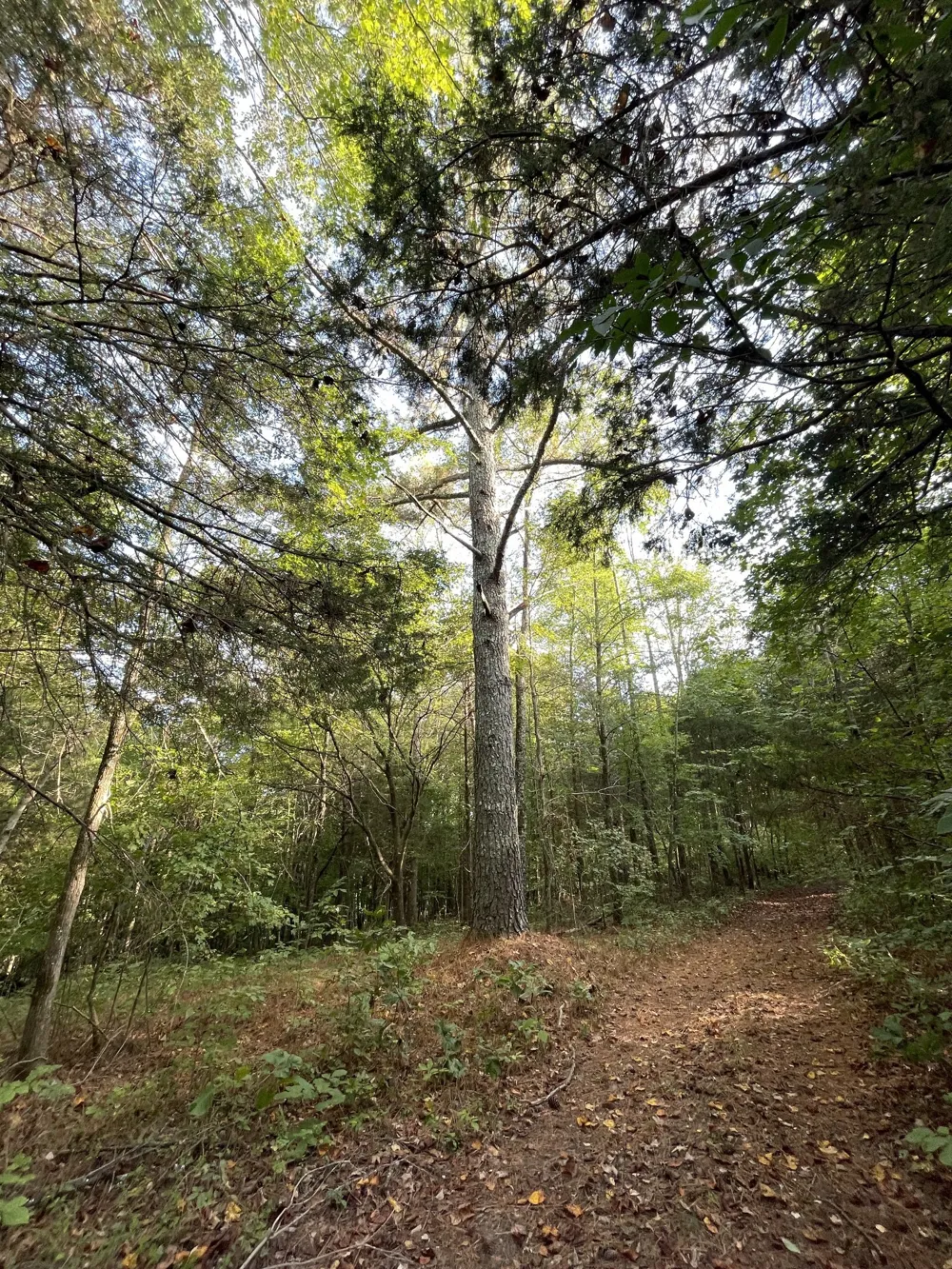0 Waters Road Centerville, TN 37033