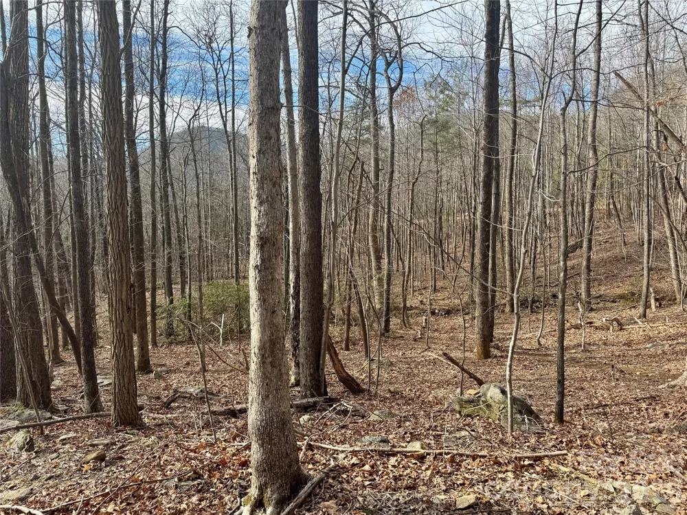 99999 Chesterfield Drive #176 Mill Spring, NC 28756