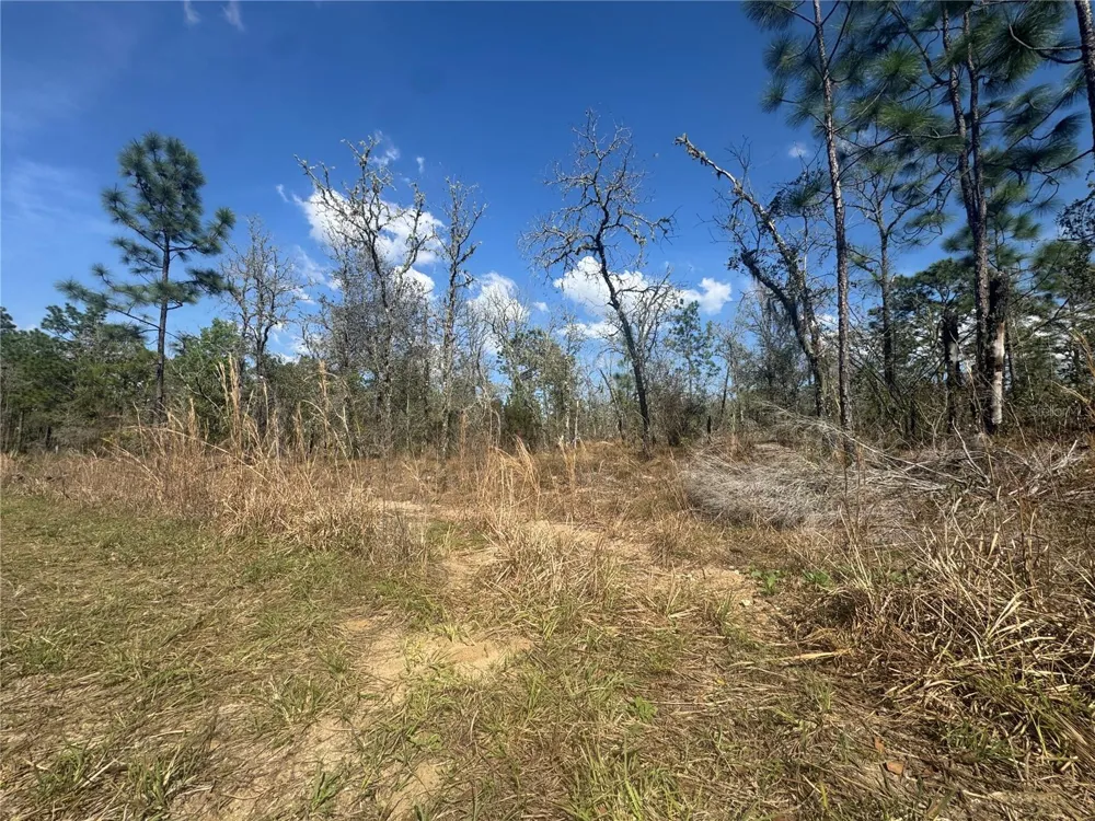 tbd NE 155TH AVENUE Williston, FL 32696