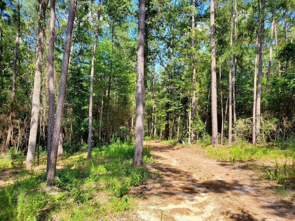 331 County Road 3240 Colmesneil, TX 75938