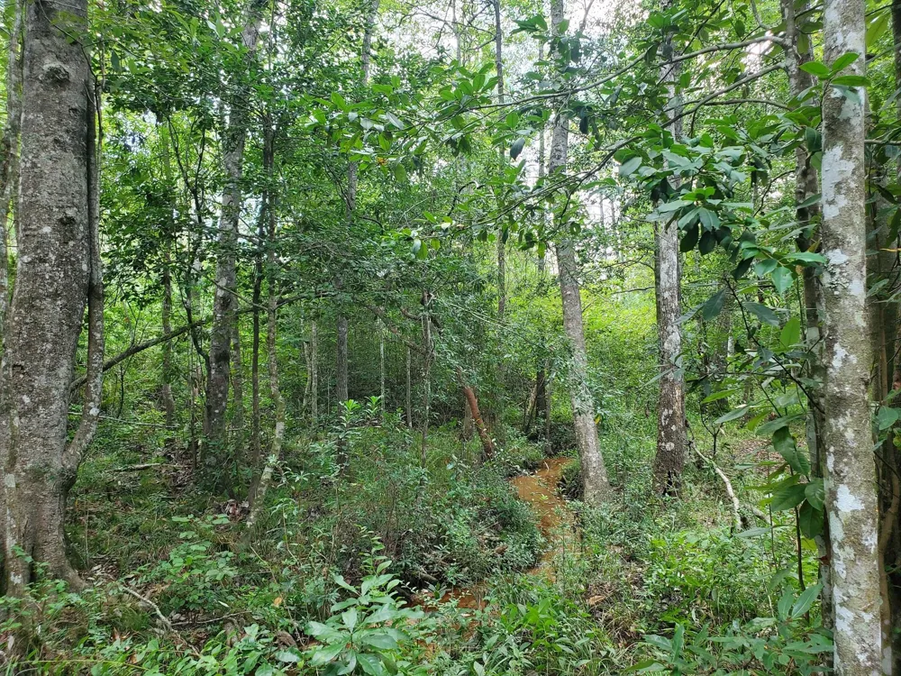 331 County Road 3240 Colmesneil, TX 75938