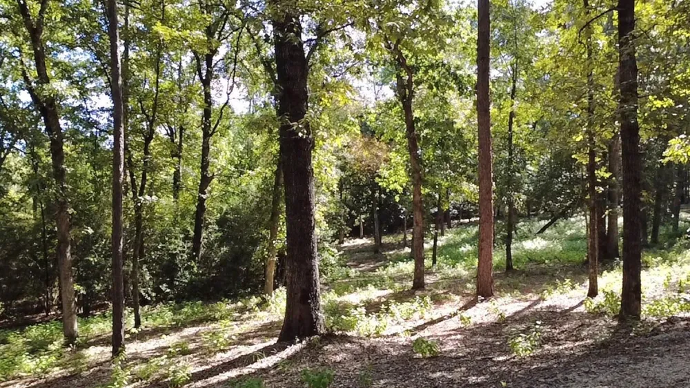 331 County Road 3240 Colmesneil, TX 75938