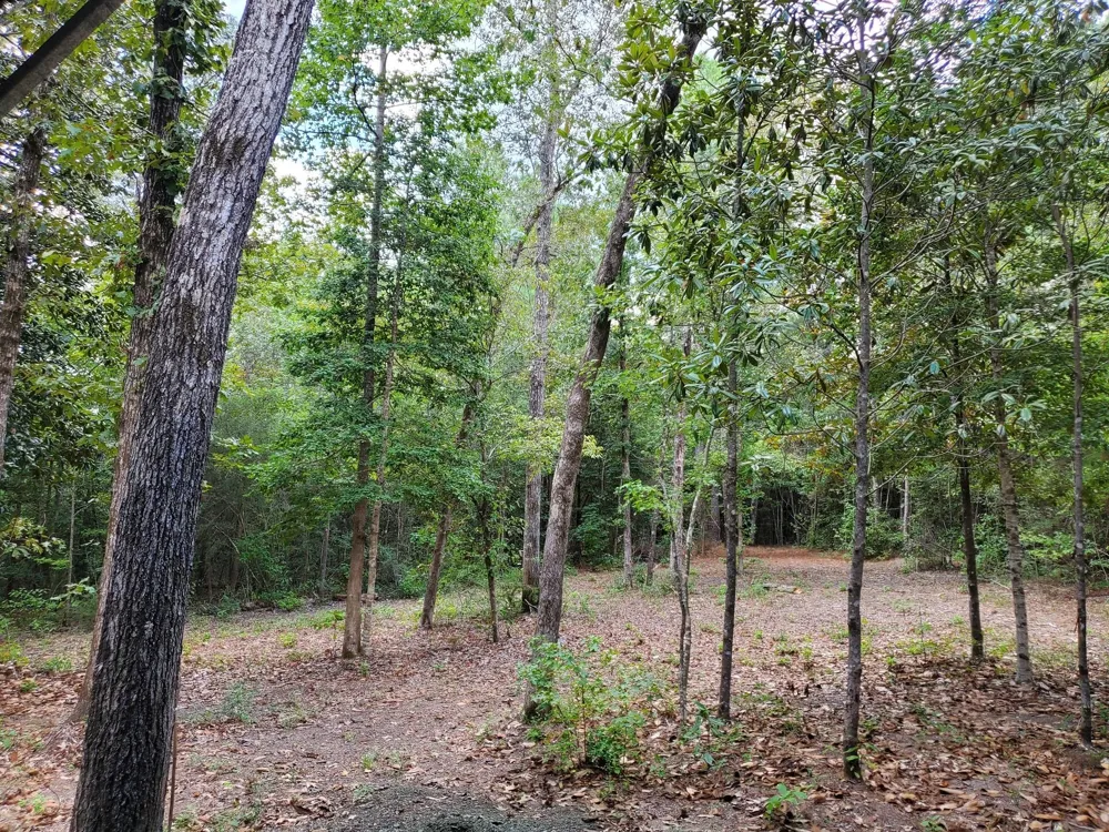 331 County Road 3240 Colmesneil, TX 75938