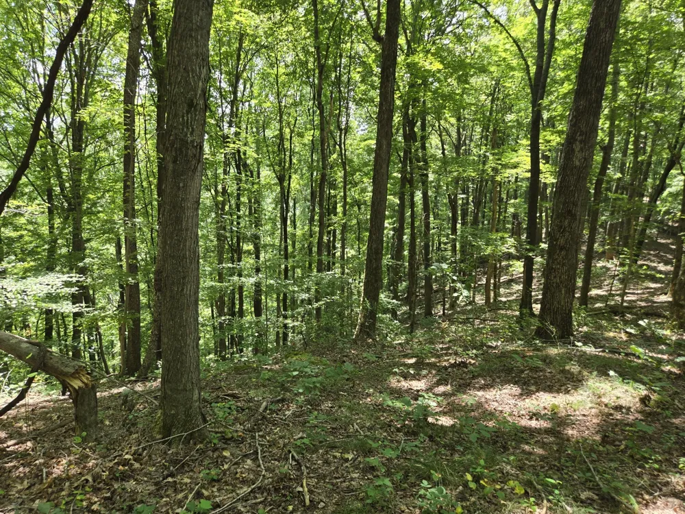16 Seals Hollow Rd Woodbury, TN 37190