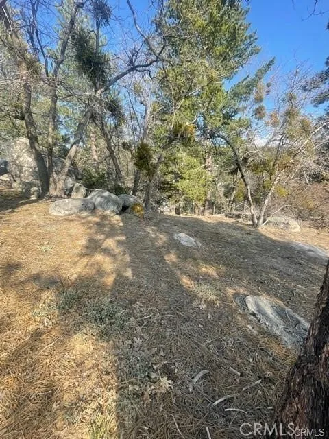 Forrest Dr