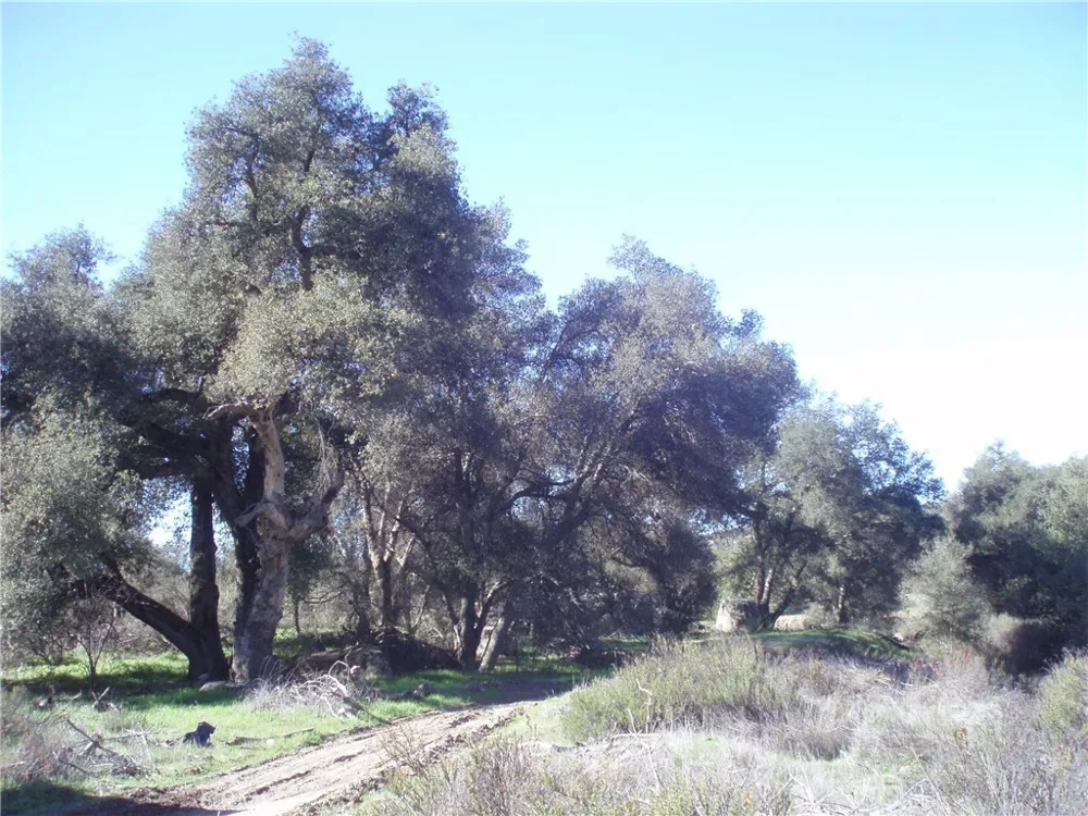 Willow Canyon Road Hemet, CA 92544