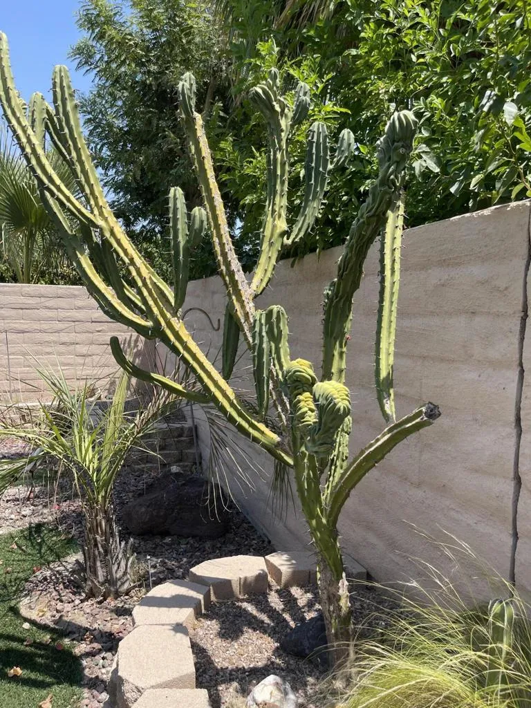 81677 Avenida Parito Indio, CA 92203