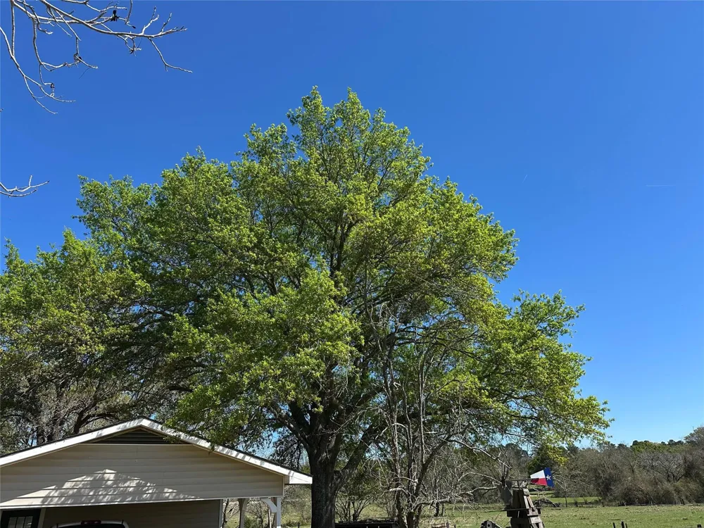 20136 Moriarty Road Richards, TX 77873