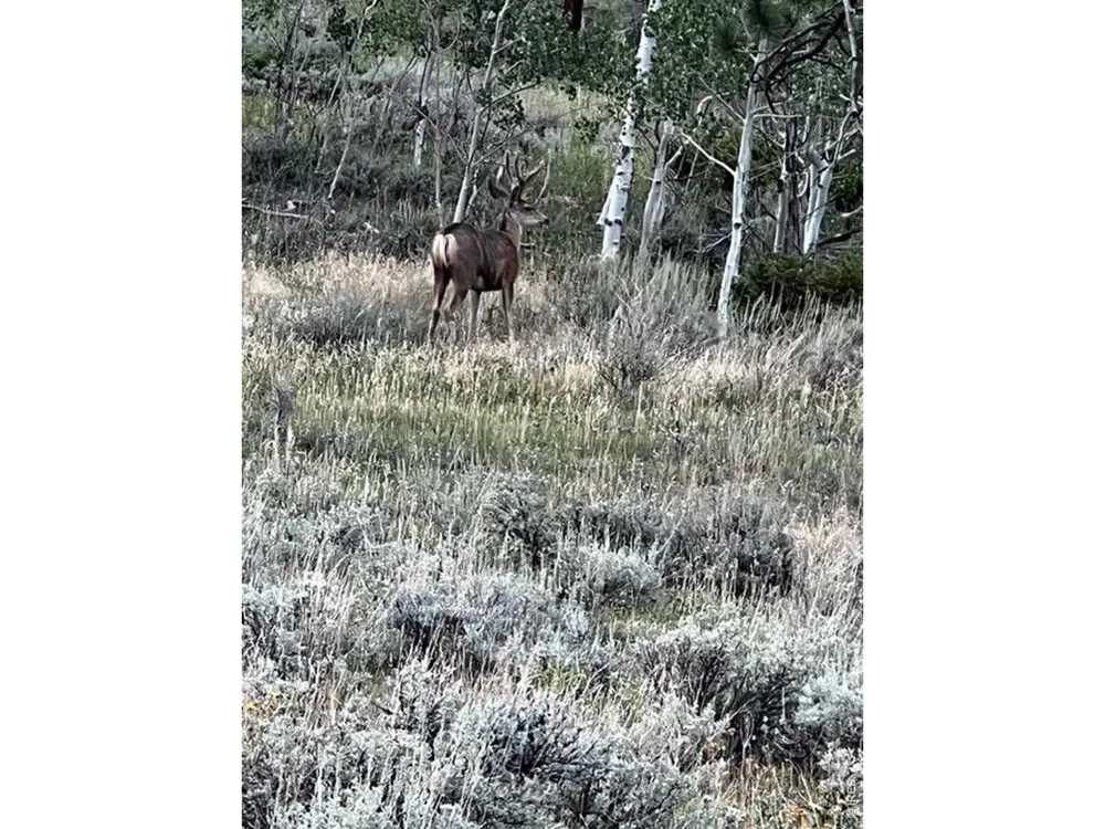 215 Murdock Drive Red Feather Lakes, CO 80545
