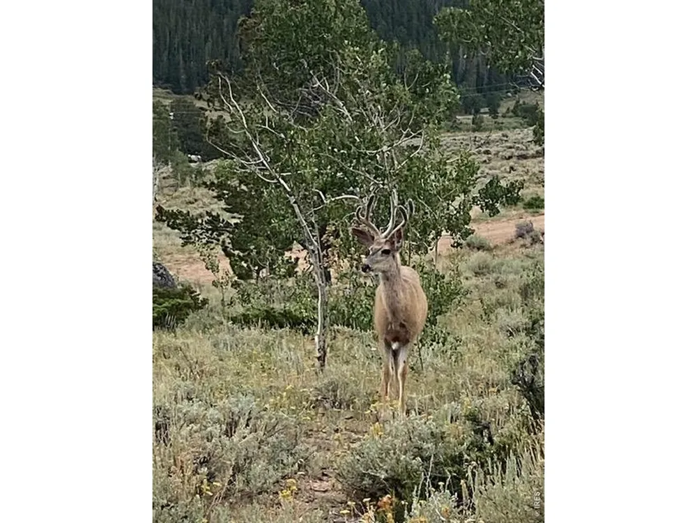 215 Murdock Drive Red Feather Lakes, CO 80545