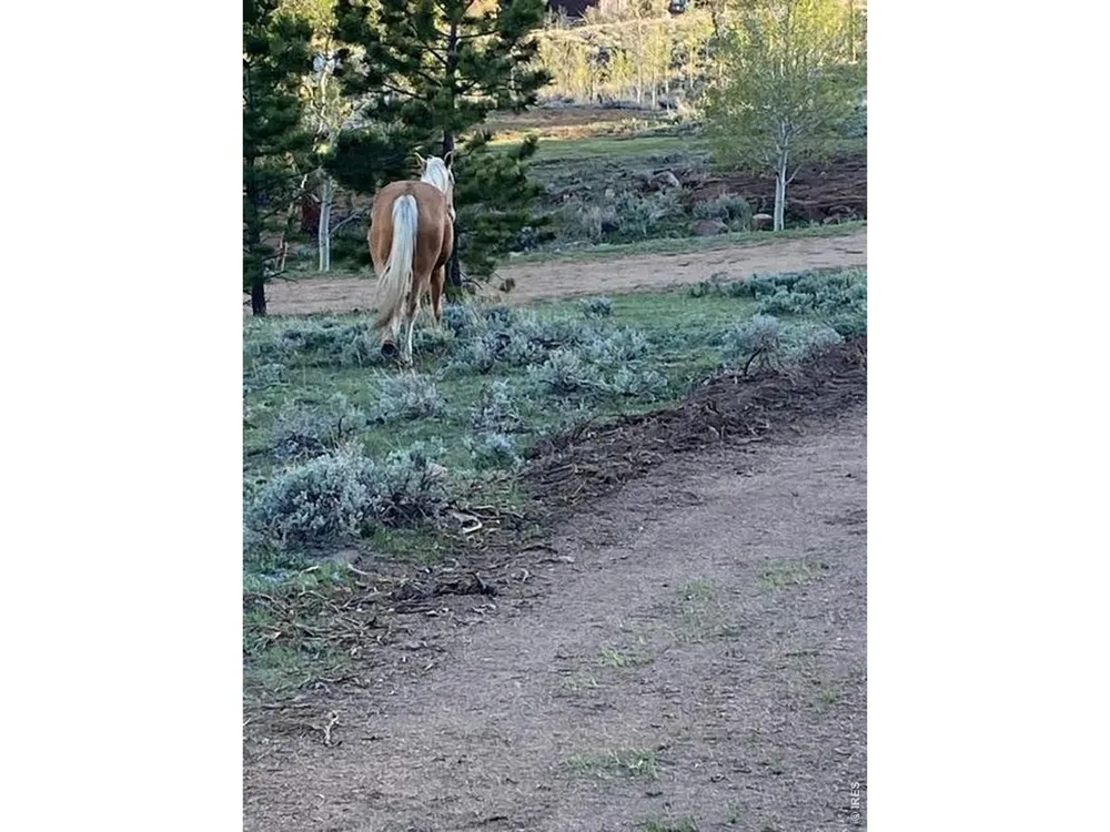 215 Murdock Drive Red Feather Lakes, CO 80545