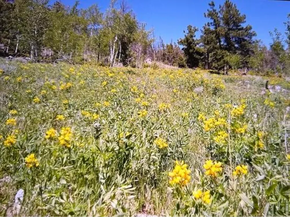215 Murdock Drive Red Feather Lakes, CO 80545