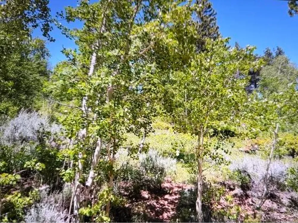 215 Murdock Drive Red Feather Lakes, CO 80545