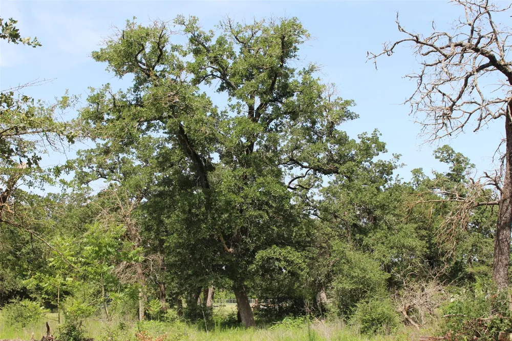 2547 Bob Mathews Street Bedias, TX 77831