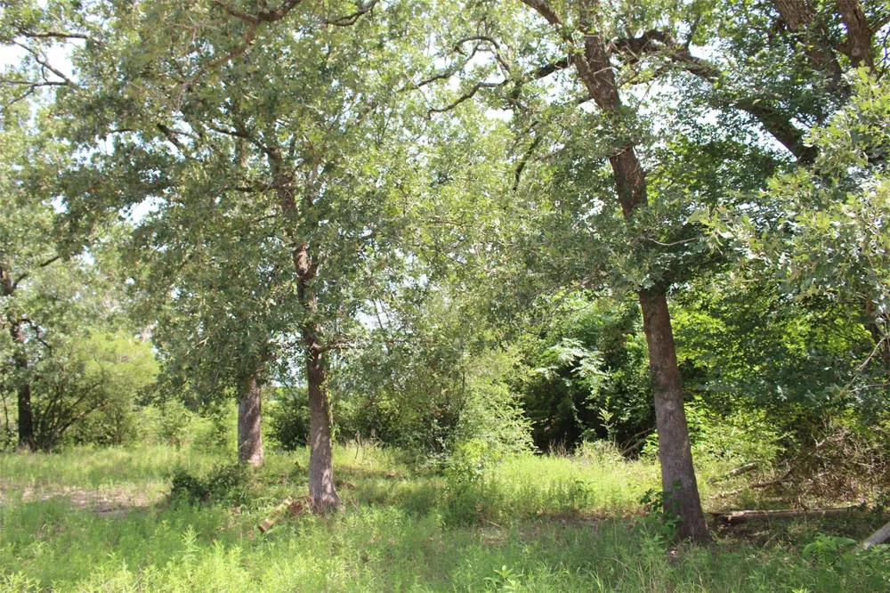 2547 Bob Mathews Street Bedias, TX 77831