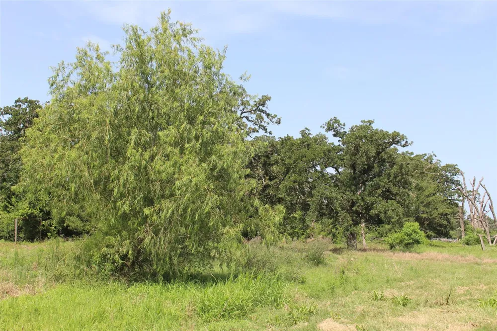 2547 Bob Mathews Street Bedias, TX 77831