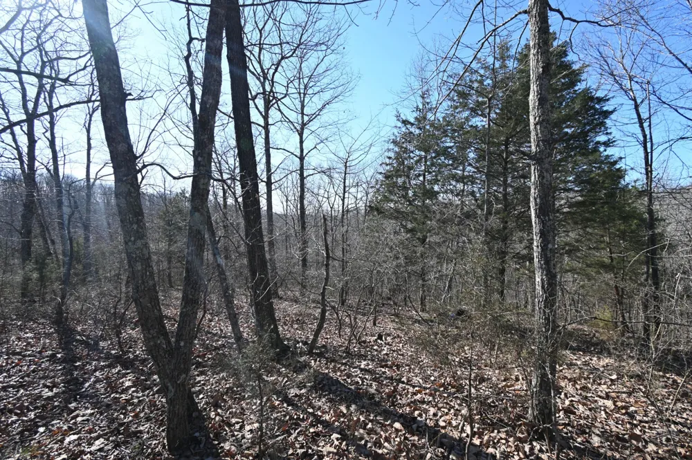 146 Wyatt Lane Linden, TN 37096