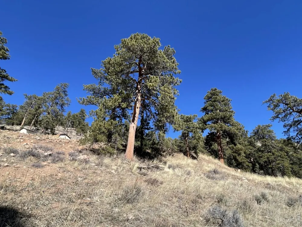 1018 Beartrap Road Red Feather Lakes, CO 80545