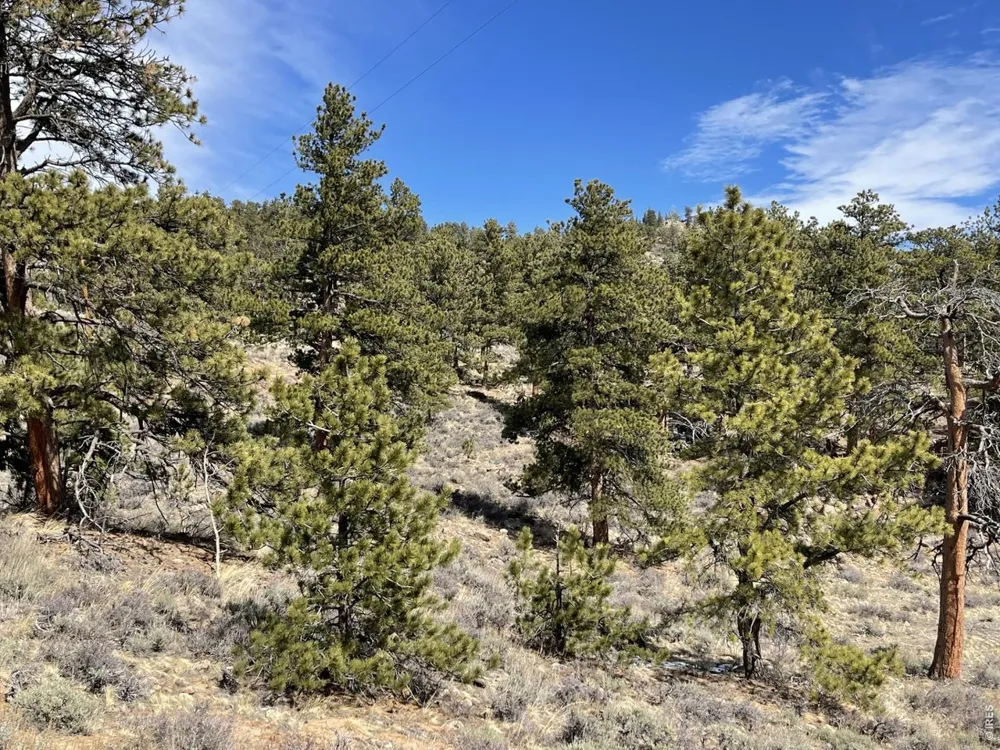 1018 Beartrap Road Red Feather Lakes, CO 80545