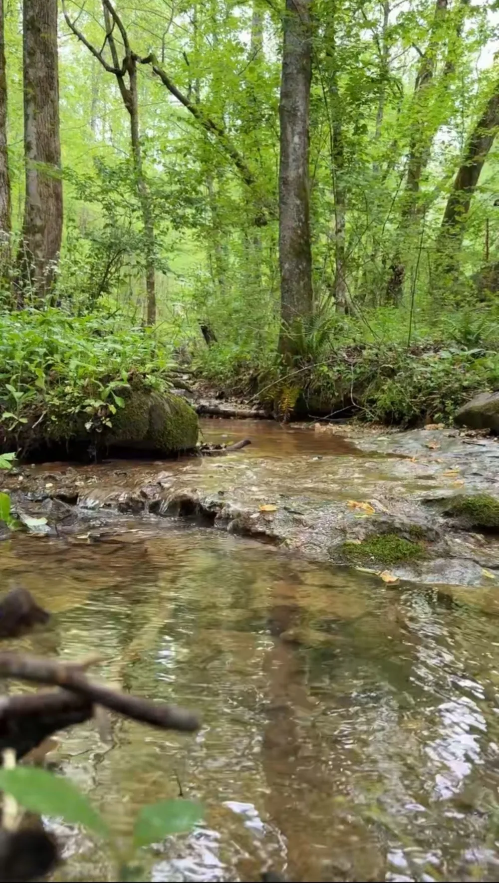 627 Stewart Hollow Rd Lynchburg, TN 37352