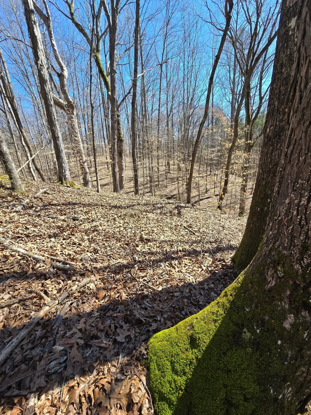 627 Stewart Hollow Rd Lynchburg, TN 37352