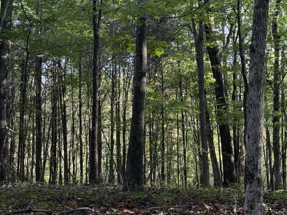 627 Stewart Hollow Rd Lynchburg, TN 37352