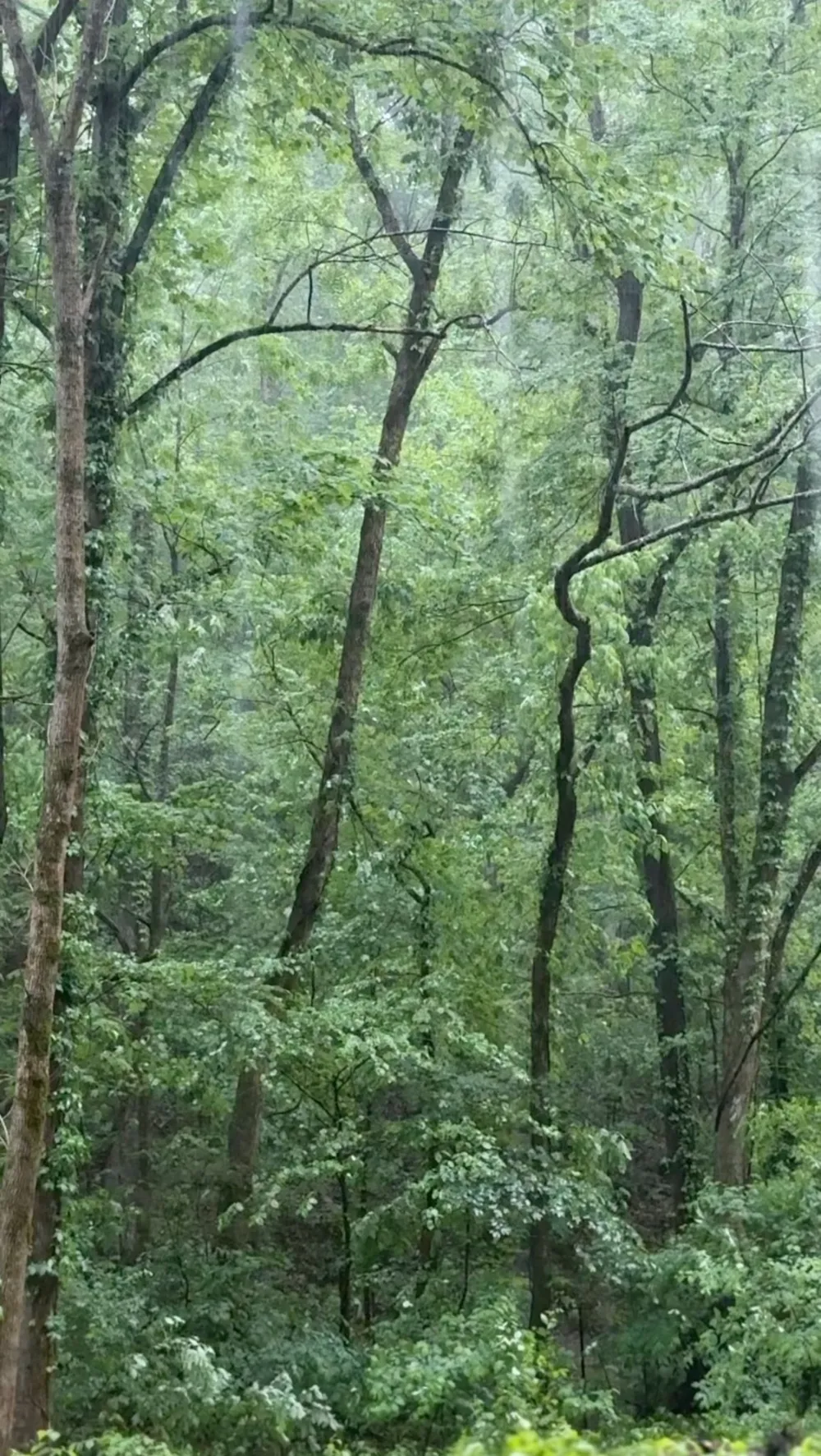 627 Stewart Hollow Rd Lynchburg, TN 37352
