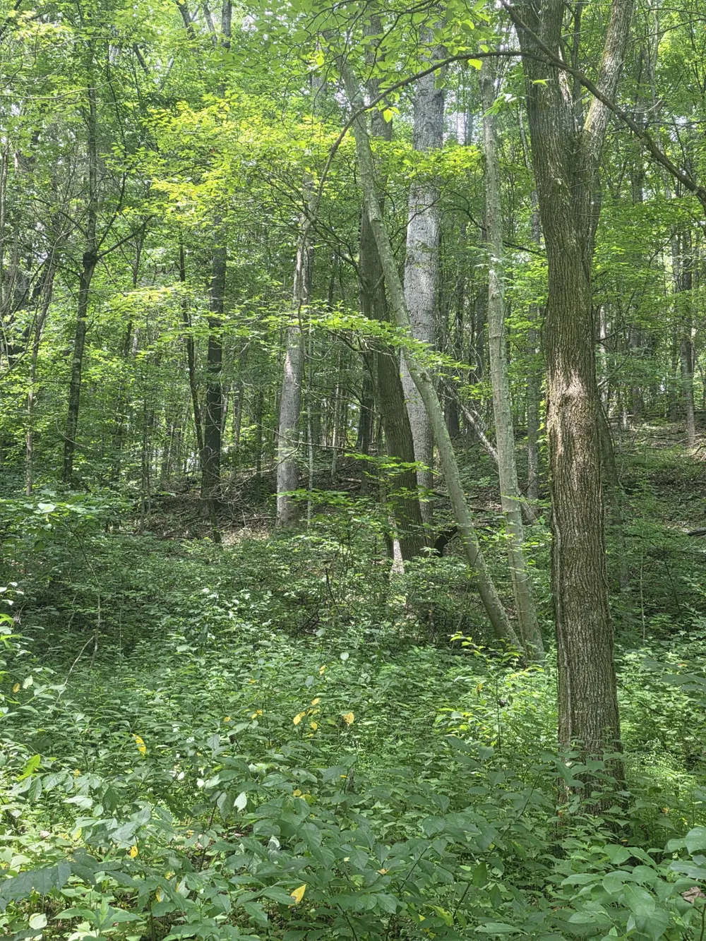 627 Stewart Hollow Rd Lynchburg, TN 37352