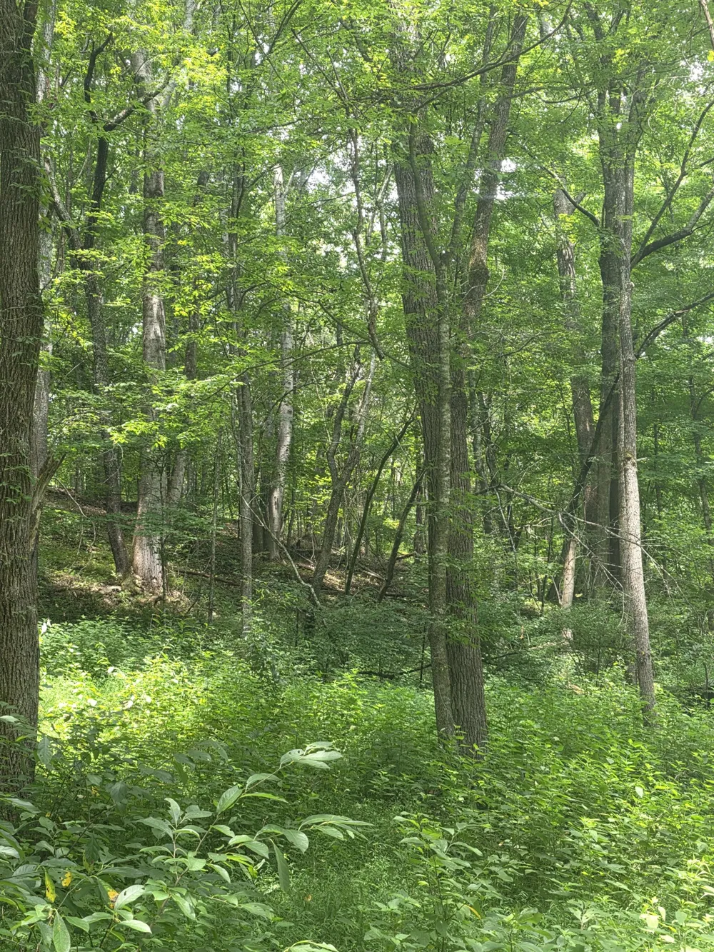 627 Stewart Hollow Rd Lynchburg, TN 37352