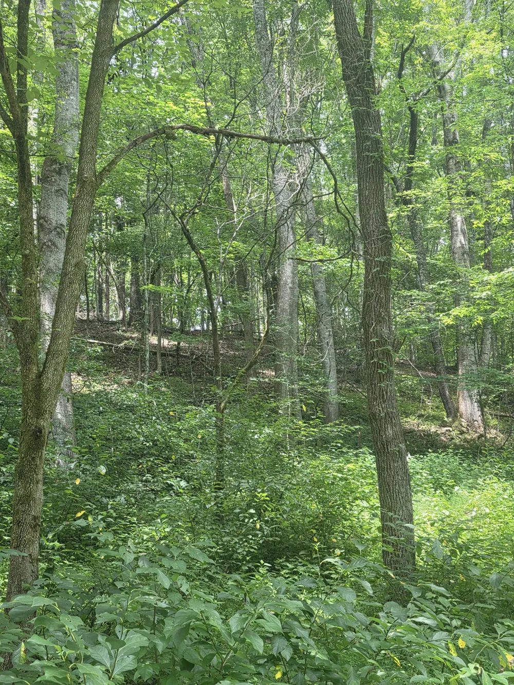 627 Stewart Hollow Rd Lynchburg, TN 37352