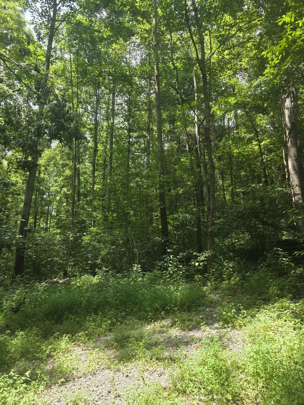 627 Stewart Hollow Rd Lynchburg, TN 37352