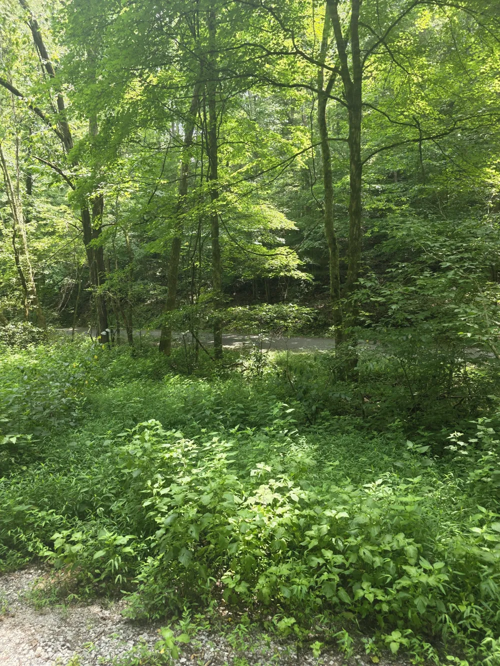 627 Stewart Hollow Rd Lynchburg, TN 37352