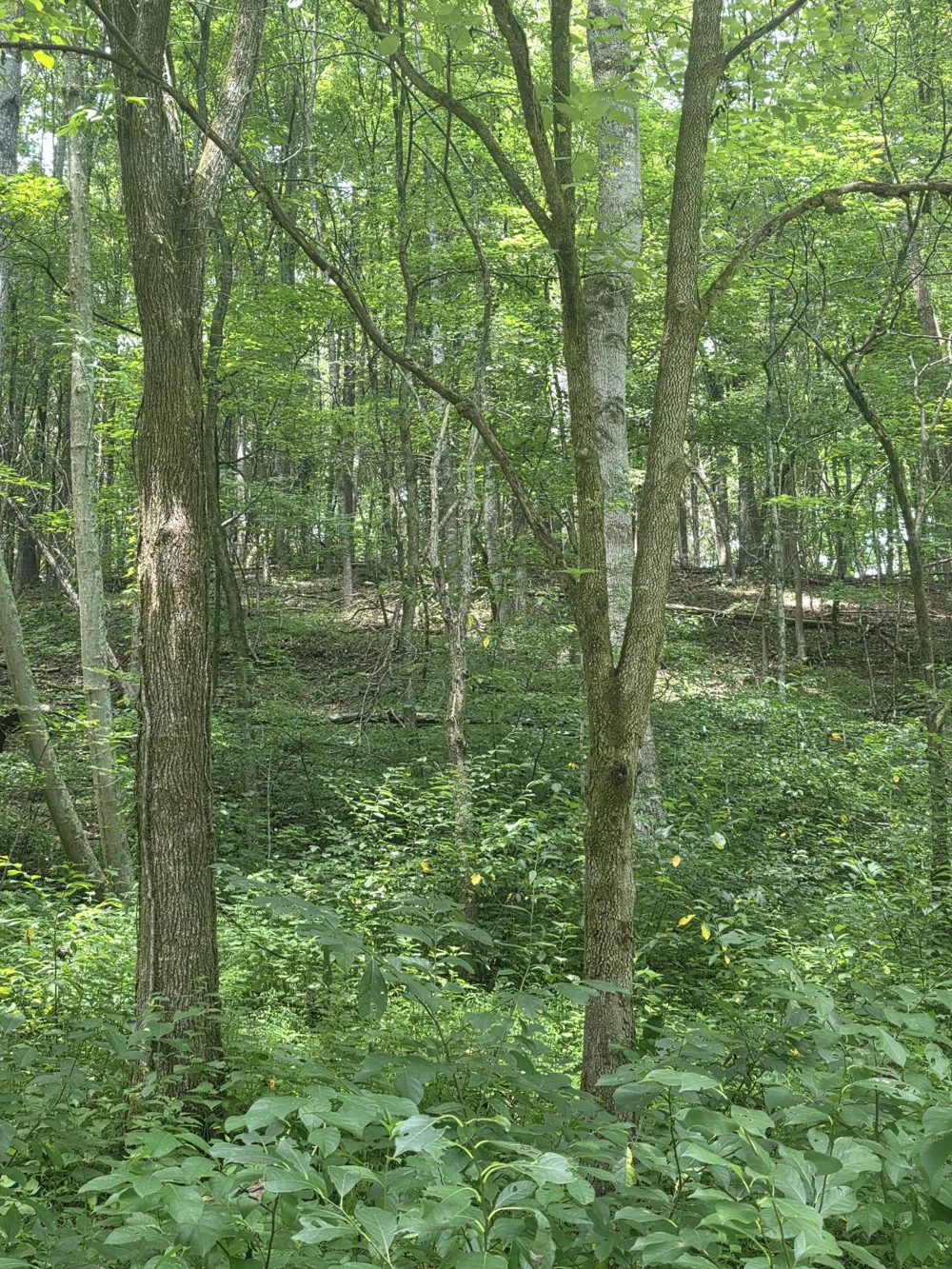 627 Stewart Hollow Rd Lynchburg, TN 37352