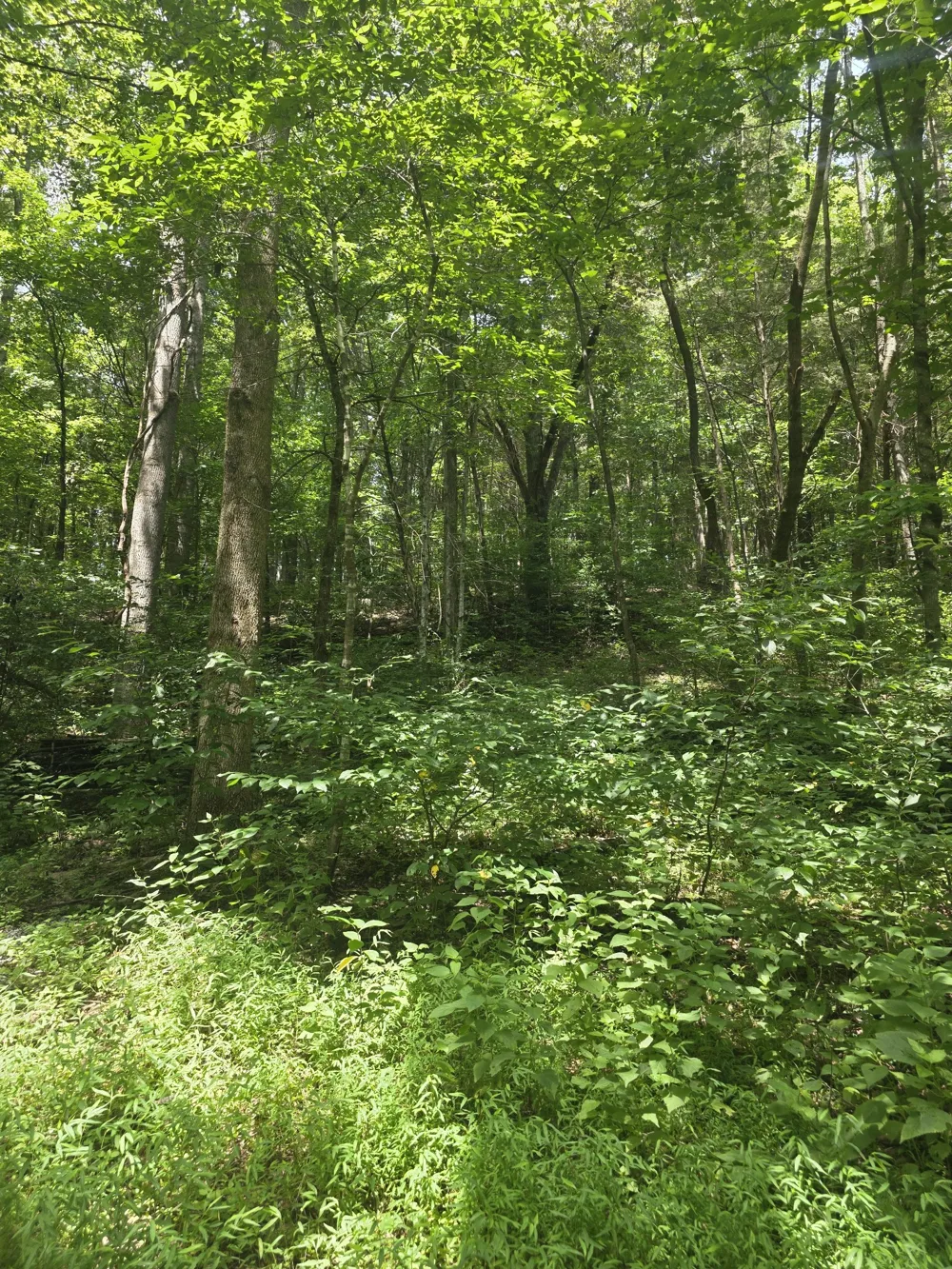 627 Stewart Hollow Rd Lynchburg, TN 37352