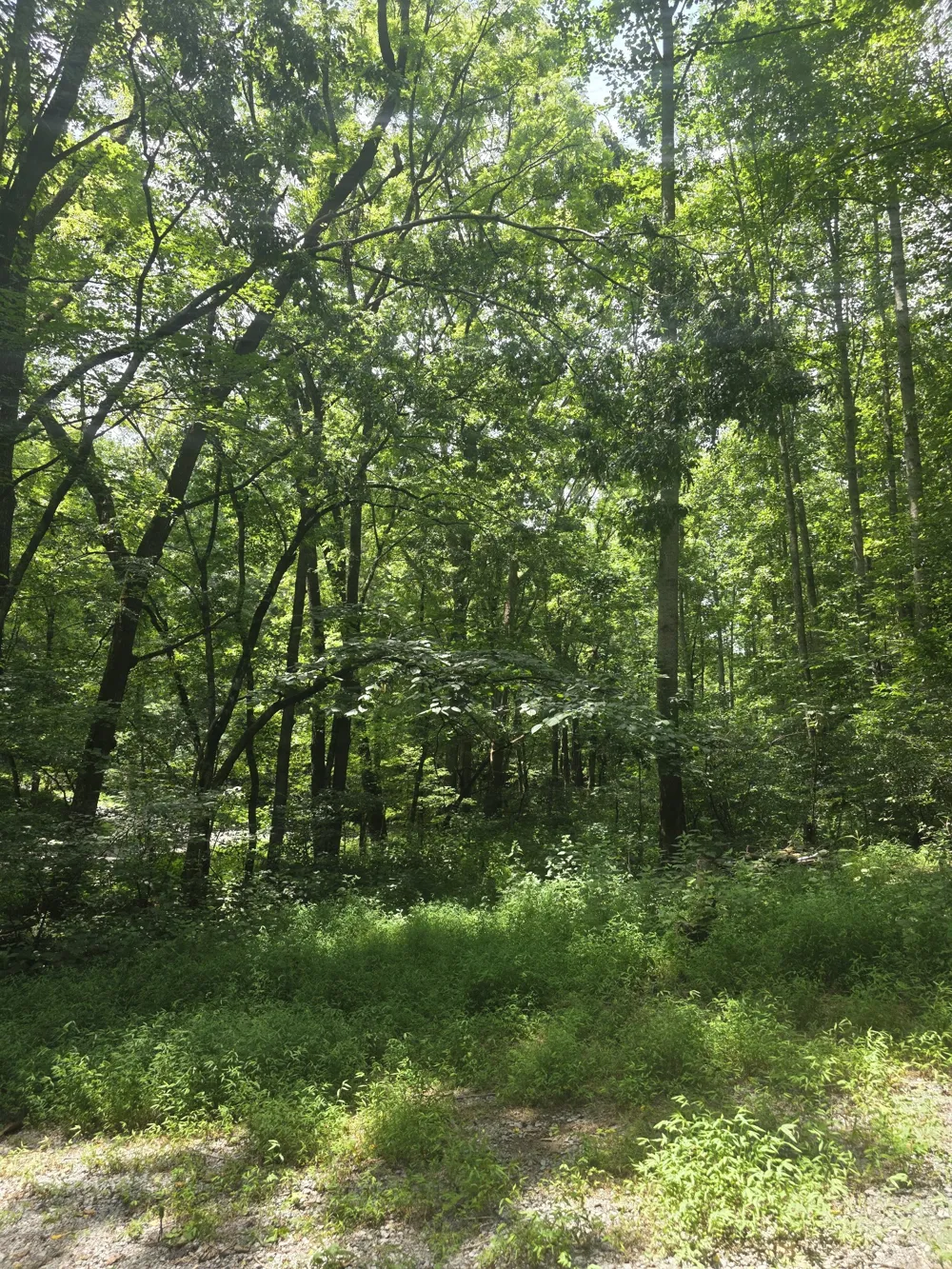 627 Stewart Hollow Rd Lynchburg, TN 37352