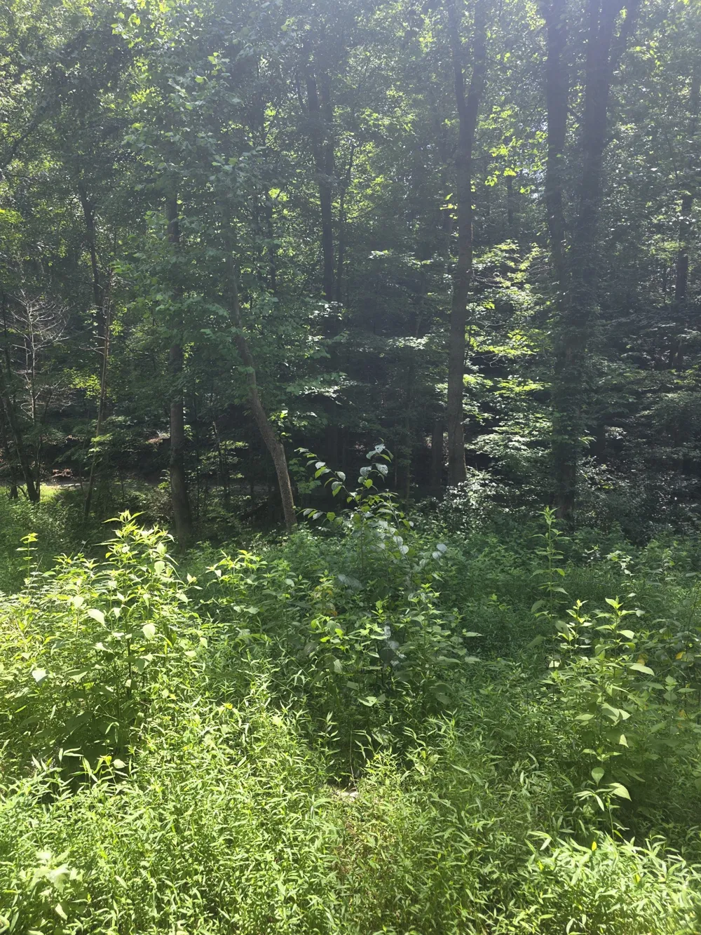 627 Stewart Hollow Rd Lynchburg, TN 37352