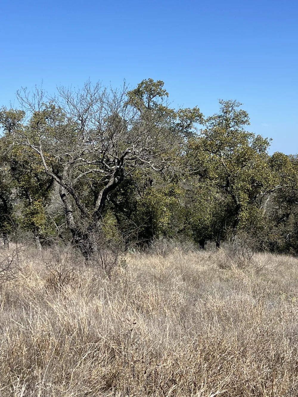 25 Southview Court Kingsland, TX 78639