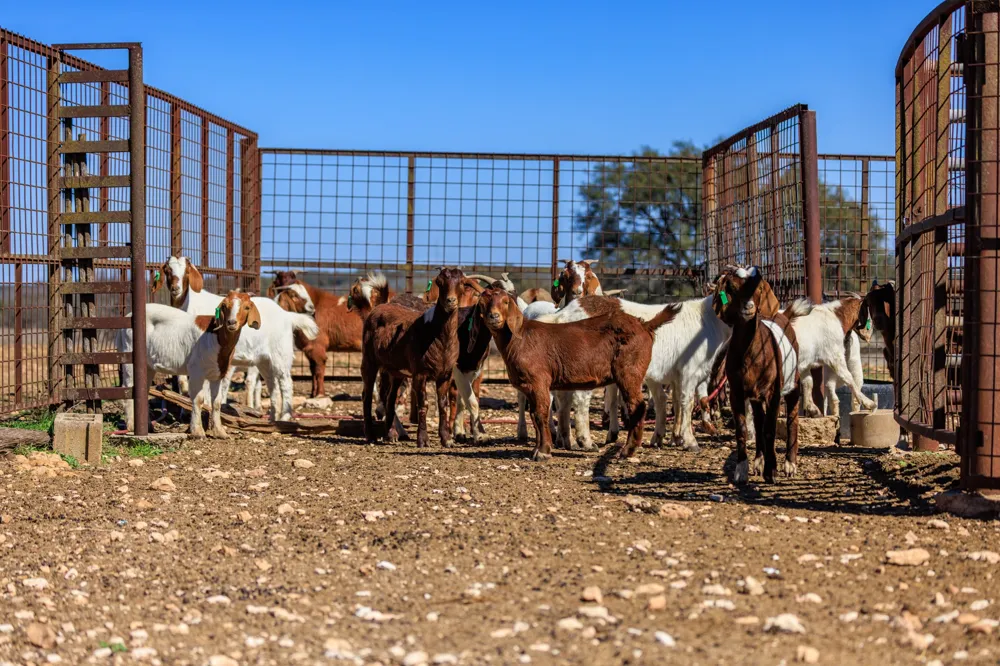 2020 Wendel Road Harper, TX 78631