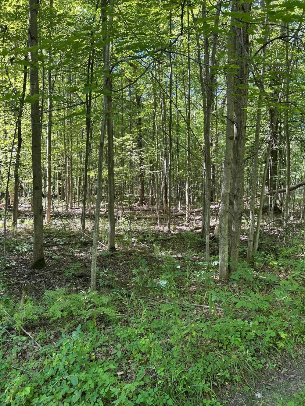 3100 W Isabella Road Shepherd, MI 48883