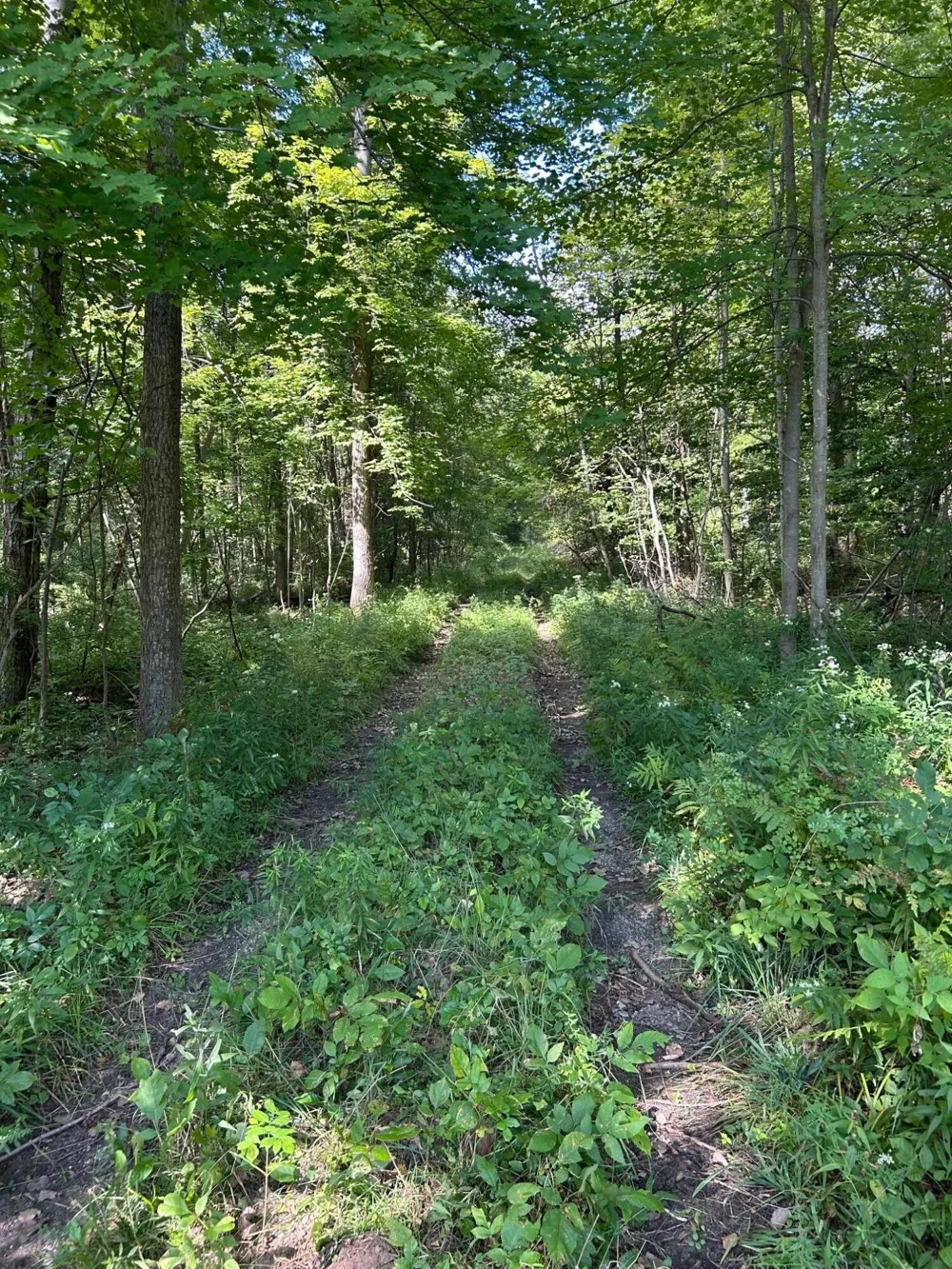 3100 W Isabella Road Shepherd, MI 48883