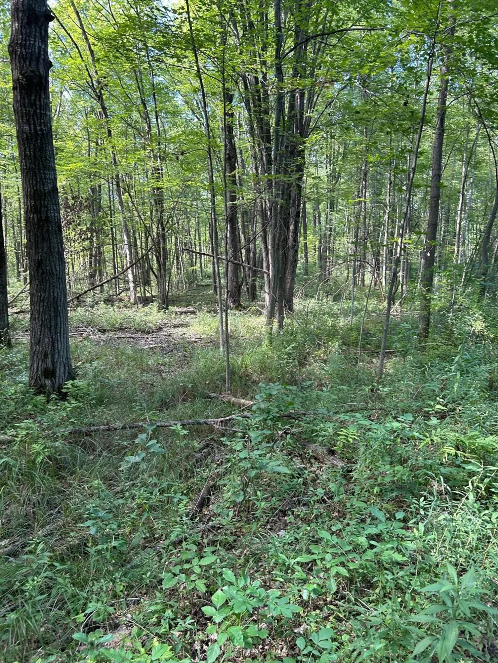 3250 W Isabella Road Shepherd, MI 48883