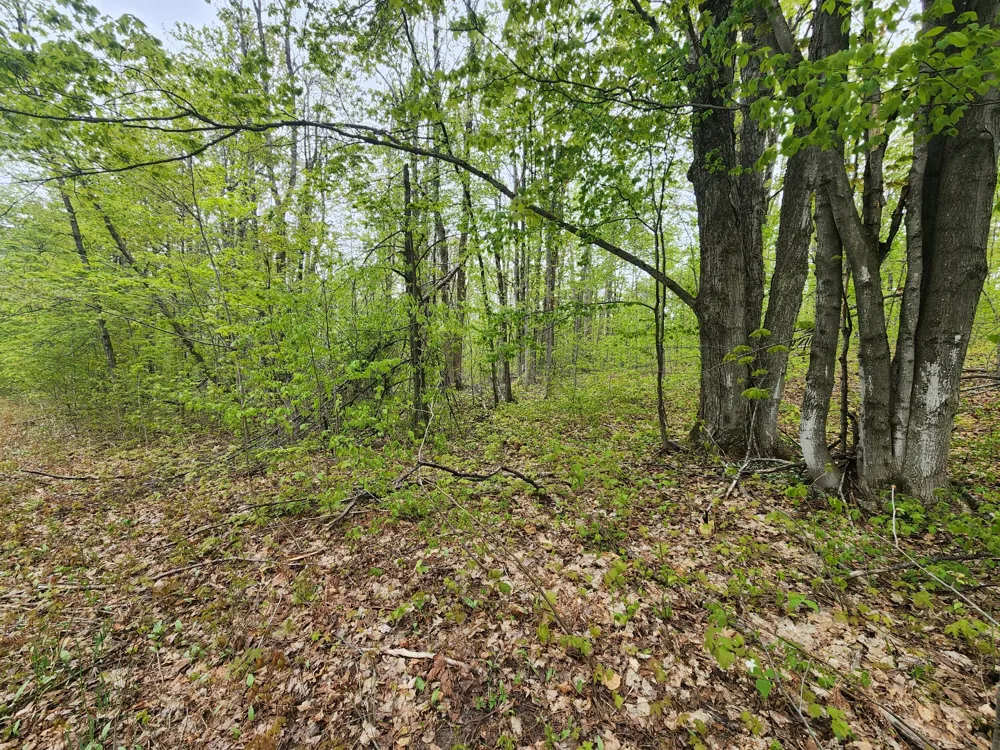 Valleyridge Circle Alba, MI 49611