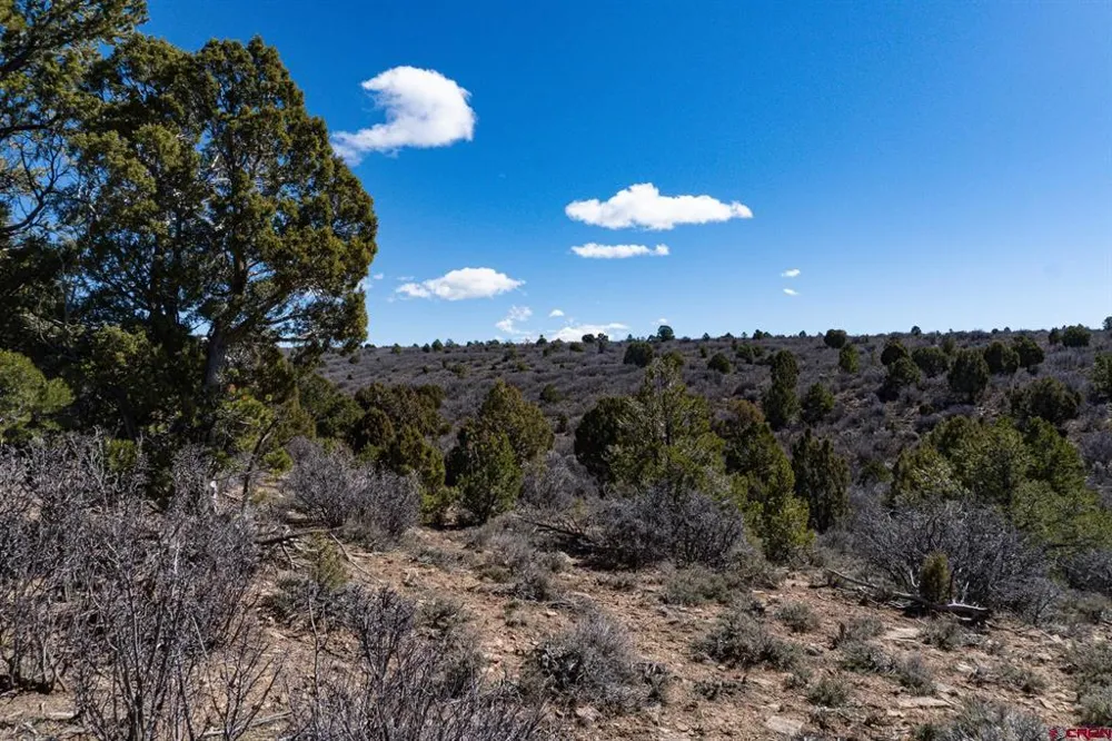 County Line Rd Dove Creek, CO 81324