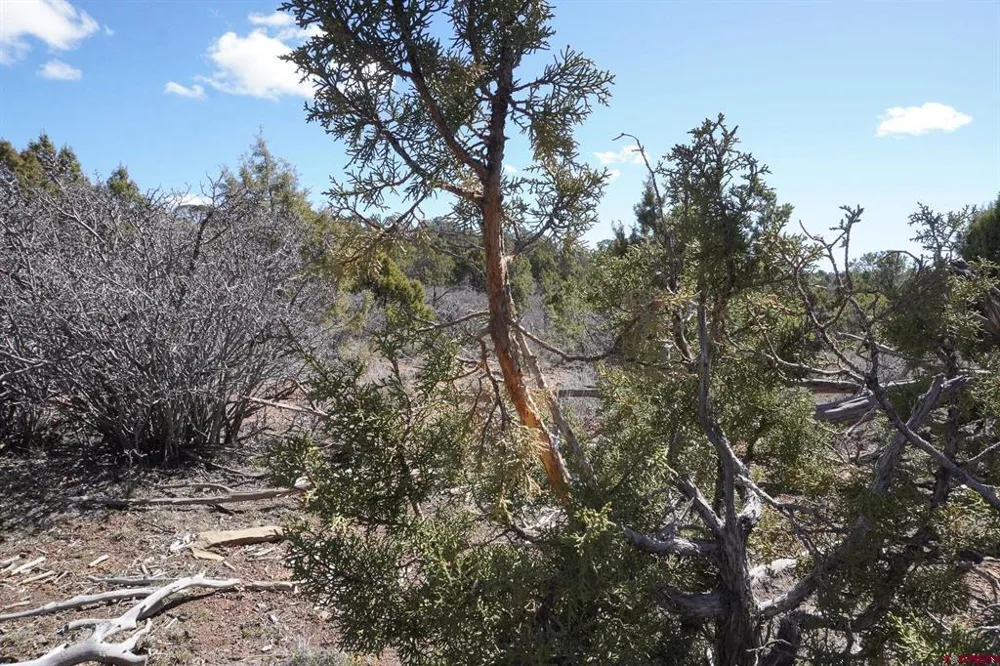 County Line Rd Dove Creek, CO 81324