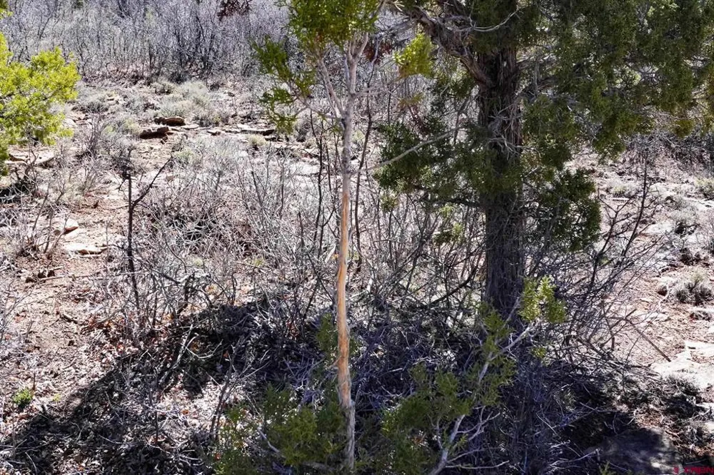 County Line Rd Dove Creek, CO 81324