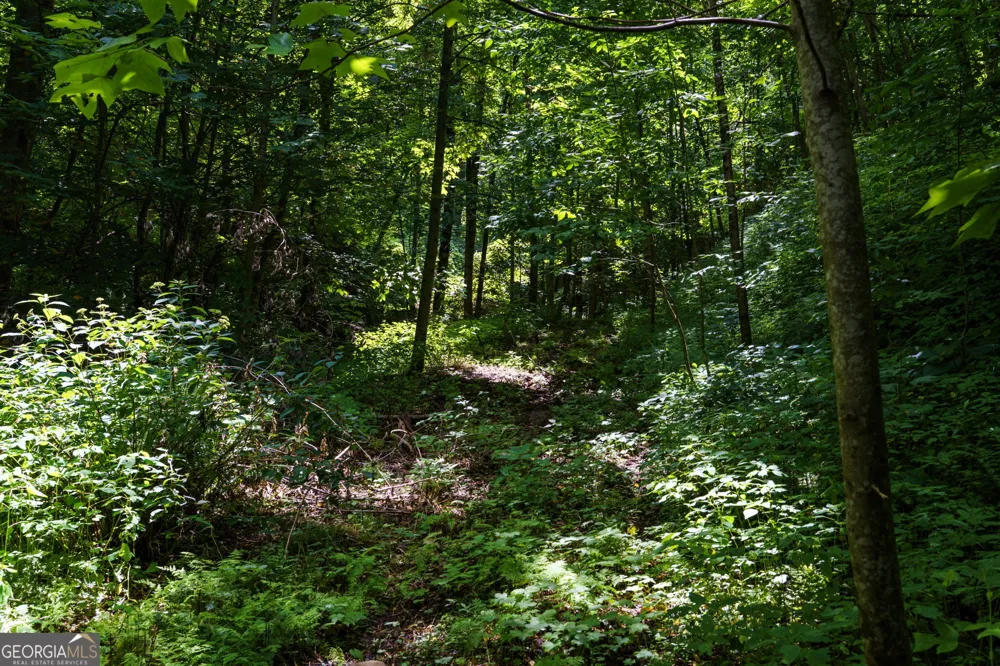 LOT OFF Buck Naked Bryson City, NC 28713